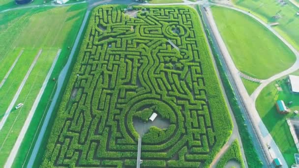 晴れた夏の日にダウンアングルショットで午後遅くにトウモロコシの迷路とアーミッシュの田舎の航空写真 — ストック動画