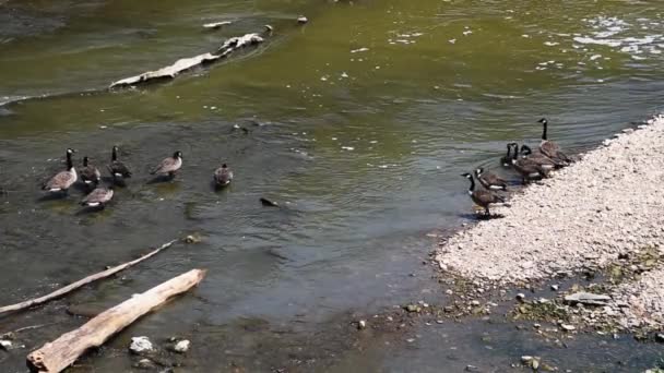 Manada Patos Que Enfrían Running Creek Campo — Vídeos de Stock