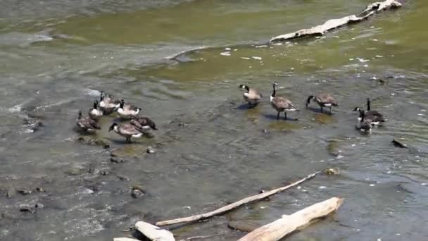 Manada Patos Que Enfrían Running Creek Campo — Vídeos de Stock