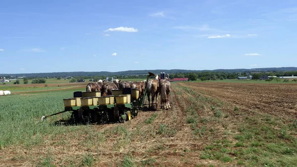 Amish Farmer seeding med 6 hästar dra seeder — Stockfoto