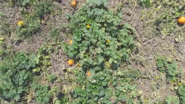 Vue Aérienne Des Champs Citrouilles Attente Être Cueillis Par Une — Video