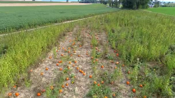 Vue Aérienne Des Champs Citrouilles Attente Être Cueillis Par Une — Video