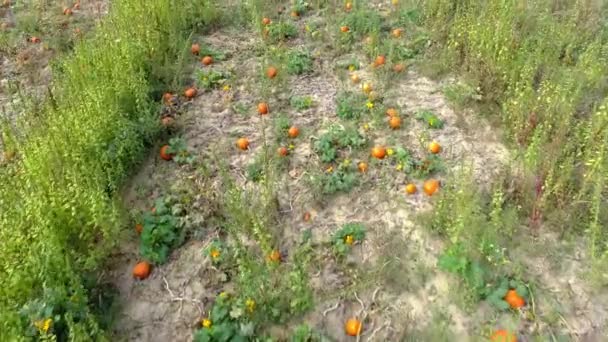 Aerial View Pumpkin Fields Pumpkins Waiting Picked Sunny Summer Day — Stok Video