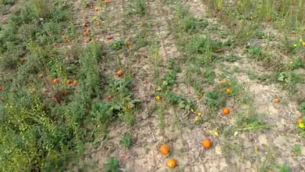 Aerial View Pumpkin Fields Pumpkins Waiting Picked Sunny Summer Day — Stok Video