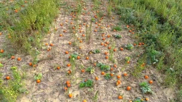 Aerial View Pumpkin Fields Pumpkins Waiting Picked Sunny Summer Day — Stock Video