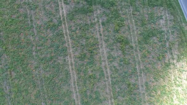 Luchtfoto Van Pompoen Velden Van Pompoenen Wachten Worden Geplukt Een — Stockvideo