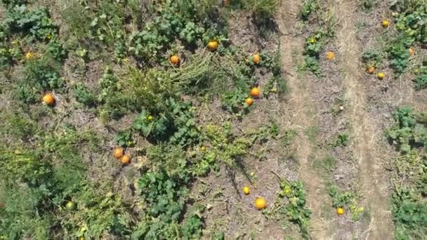 Aerial View Pumpkin Fields Pumpkins Waiting Picked Sunny Summer Day — Stok Video