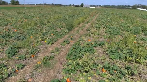 Vue Aérienne Des Champs Citrouilles Attente Être Cueillis Par Une — Video