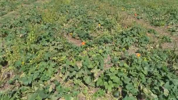 Vista Aérea Los Campos Calabazas Calabazas Espera Ser Recogido Día — Vídeos de Stock