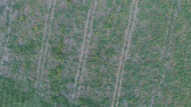 ドローンで見た晴れた夏の日に選ばれるのを待っているカボチャ畑の空中写真 — ストック動画