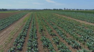 Güneşli bir yaz gününde, Amiş Çiftlikleri ve Yeşil Ekin Tarlaları 'nın Hava Kapalı Manzarası