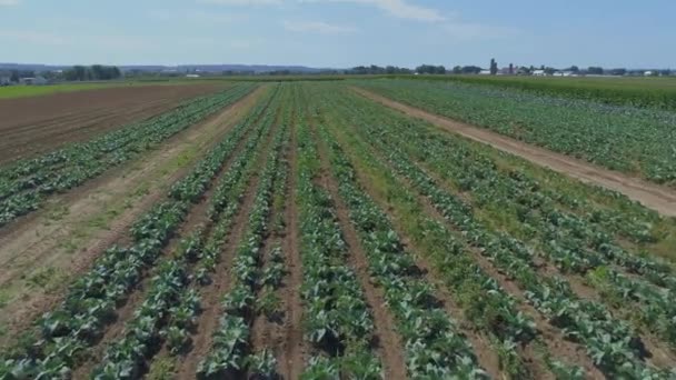 Вид Амішські Ферми Поле Відпочинку Зеленим Кропом Сонячний Літній День — стокове відео