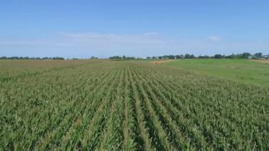 Güneşli bir yaz gününde Mısır Tarlaları ile Amiş Çiftliği ve Kırsal Arazi 'nin Havadan Yakın Görüntüsü