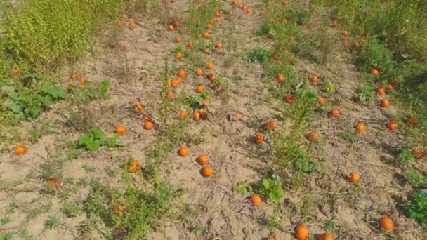 Aerial Close View Amish Farmlands Countryside Pumpkin Fields Sunny Summer — Stok Video