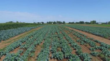 Güneşli bir yaz gününde Mısır Tarlaları ile Amiş Çiftliği ve Kırsal Arazi 'nin Havadan Yakın Görüntüsü
