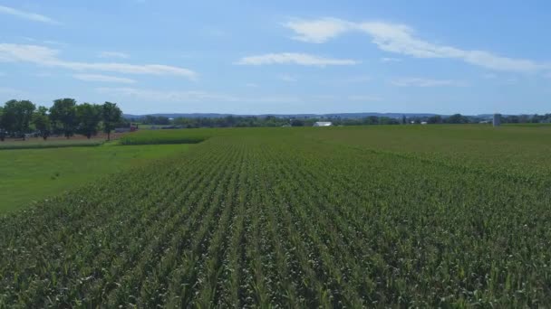 Vzdušný Close Pohled Amish Farmlands Krajiny Kukuřičných Polí Slunečný Letní — Stock video