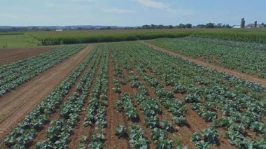 Güneşli bir yaz gününde, Amiş Çiftlikleri ve Yeşil Ekin Tarlaları 'nın Hava Kapalı Manzarası