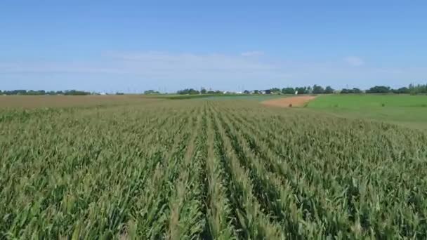 Antenn Närbild Amish Farmlands Och Countryside Med Majsfält Solig Sommardag — Stockvideo