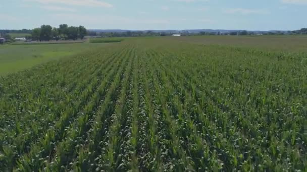 Μια Εναέρια Close Άποψη Των Amish Farmlands Και Countryside Καλαμπόκι — Αρχείο Βίντεο