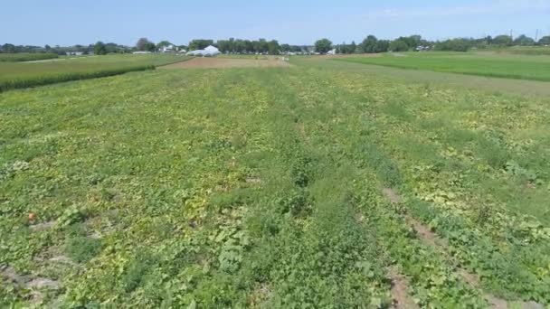 Vue Aérienne Gros Plan Des Terres Agricoles Amish Et De La Campagne Avec Des Champs De Citrouille Par Une Journée D'été Ensoleillée 
