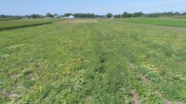 Powietrze Bliska Widok Amish Farmlands Wsi Pumpkin Fields Słoneczny Letni — Wideo stockowe