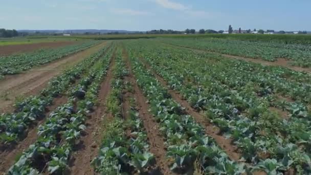 Letecký Pohled Zblízka Amish Farmlands Krajinu Green Crop Fields Slunečný — Stock video