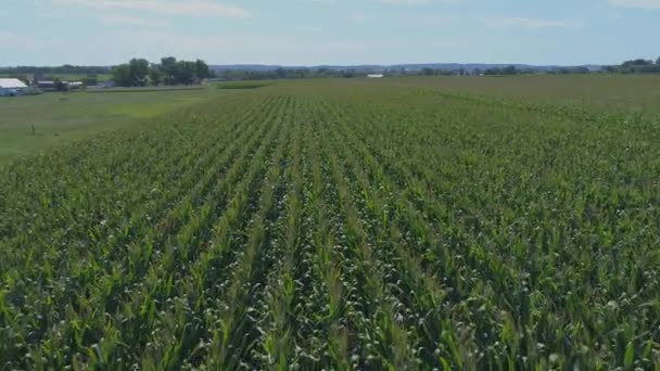 Μια Εναέρια Close Άποψη Των Amish Farmlands Και Countryside Καλαμπόκι — Αρχείο Βίντεο