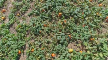 Güneşli bir yaz gününde Balkabağı Tarlaları ile Amish Tarım Alanlarının ve Kırsal Bölgelerinin Havadan Yakın Görüntüsü