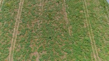 Güneşli bir yaz gününde Balkabağı Tarlaları ile Amish Tarım Alanlarının ve Kırsal Bölgelerinin Havadan Yakın Görüntüsü