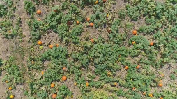 Aerial Close View Amish Farmlands Countryside Pumpkin Fields Sunny Summer — Stok Video