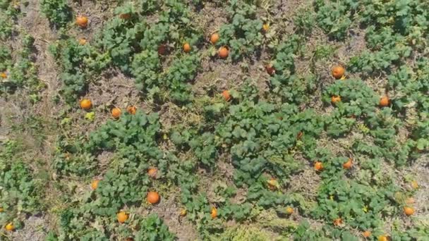 Powietrze Bliska Widok Amish Farmlands Wsi Pumpkin Fields Słoneczny Letni — Wideo stockowe