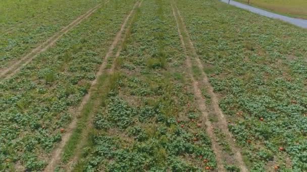 Aerial Close View Amish Farmlands Countryside Pumpkin Fields Sunny Summer — Stock Video