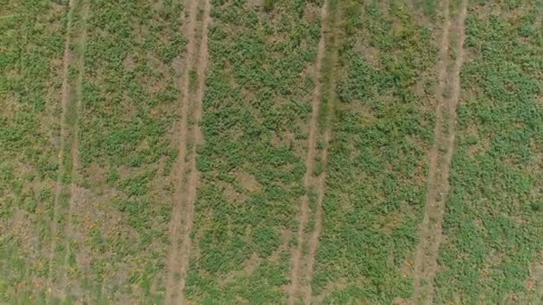 Aerial Close View Amish Farmlands Countryside Pumpkin Fields Sunny Summer — Stock Video