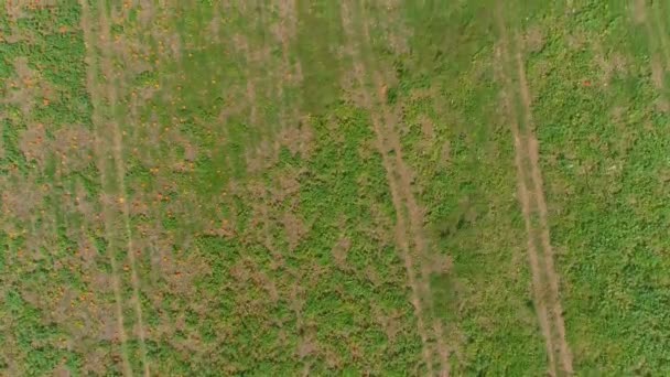 Aerial Close View Amish Farmlands Countryside Pumpkin Fields Sunny Summer — ストック動画