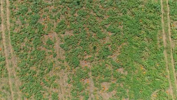 阳光明媚的夏日 空中近距离观察田园与南瓜田的关系 — 图库视频影像