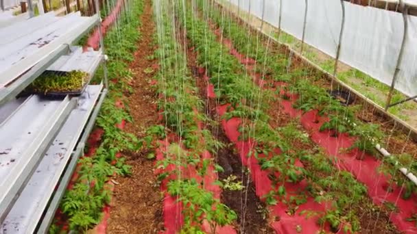 Poor Man Green House Young Tomato Plants Being Grown Care — Stock Video