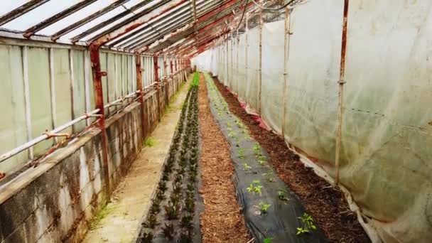 Stackars Mans Green House Med Unga Tomatplantor Som Odlas Och — Stockvideo