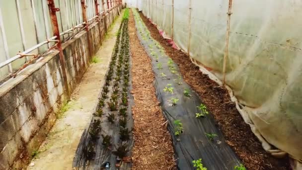 Green House Dei Poveri Con Giovani Piante Pomodoro Fase Coltivazione — Video Stock