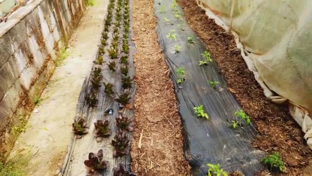 Stackars Mans Green House Med Unga Tomatplantor Som Odlas Och — Stockvideo