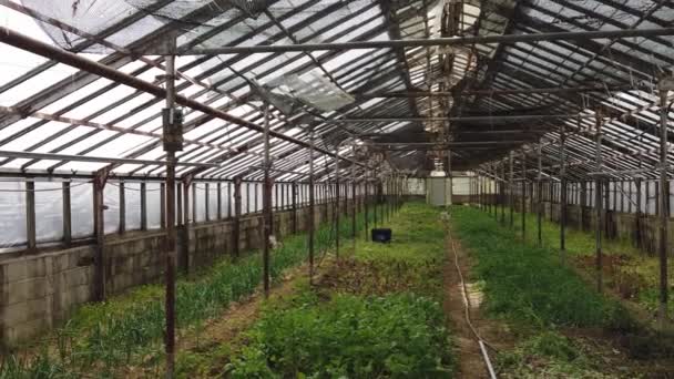 Green House Dei Poveri Con Giovani Piante Pomodoro Fase Coltivazione — Video Stock