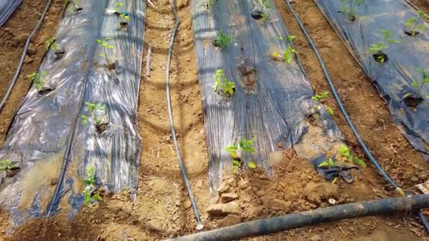 Poor Man Green House Young Tomato Plants Being Grown Care — Stock Video