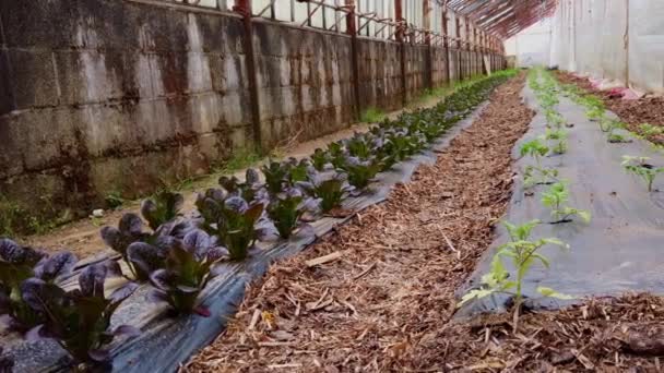 Pauvre Maison Verte Homme Avec Jeunes Plants Tomates Cours Culture — Video