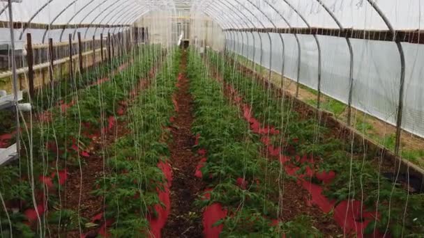 Poor Man Green House Young Tomato Plants Being Grown Care — Stock Video