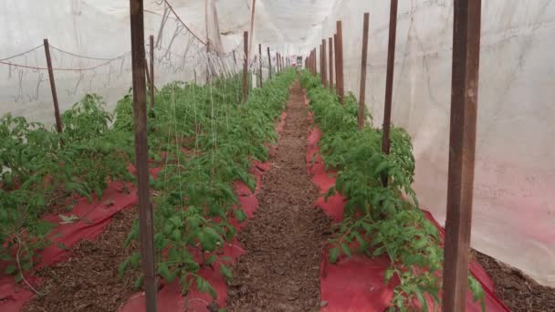 Stackars Mans Green House Med Unga Tomatplantor Som Odlas Och — Stockvideo