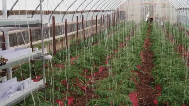 Poor Man Green House Young Tomato Plants Being Grown Care — Stock Video