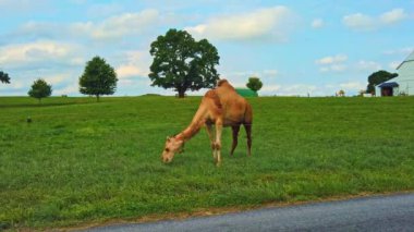 Pensilvanya 'da bir Amish Çiftliği' nde bir yaz günü otlayan develerin manzarası