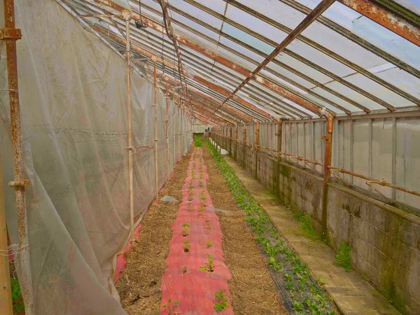 Arme Man Green House Met Nieuwe Tomatenplanten Groeit — Stockfoto