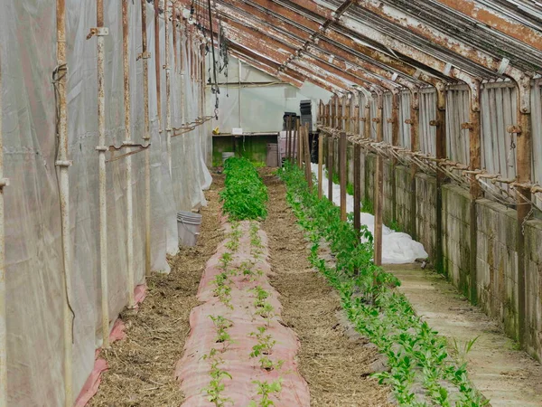 Pauvre Maison Verte Homme Avec Nouvelles Plantes Tomate Croissance — Photo