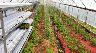 Fakir Adam 'ın Yeni Domates Bitkileri Yetiştiren Yeşil Evi