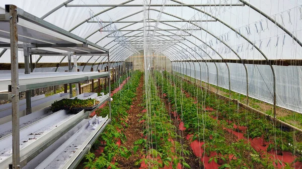 Πράσινο Σπίτι Του Φτωχού Ανθρώπου Νέα Φυτά Ντομάτας Αυξάνεται — Φωτογραφία Αρχείου